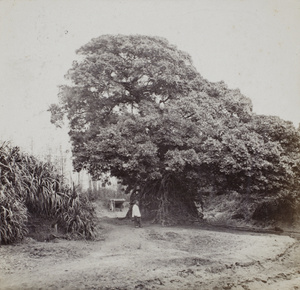 A man beside a huge Banyan tree with exposed roots, Taiwan