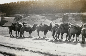 Camels by Peking city walls