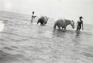 Mary Lampson and a mafoo with two horses, in the sea, Beidaihe