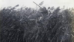 Shooting duck from a reed-bed