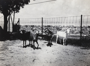 Frank Davidson's goat herd, The Dairy Farm, Pokfulam, Hong Kong