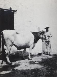 Dairy worker and milch cow with full udder