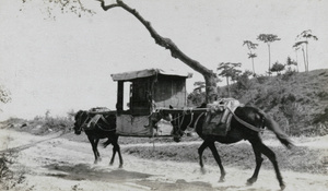 Sedan carried by two mules, Peking