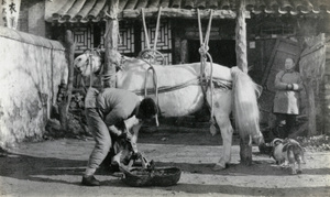 Shoeing a white horse in a harness