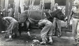 Farriers shoeing a horse in a harness, Peking