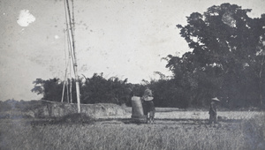 Workers threshing rice in a field