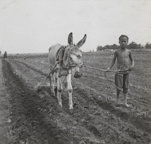 A boy with a donkey, ploughing