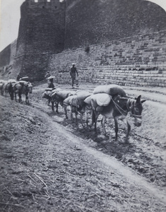 Donkey train by city walls, Peking