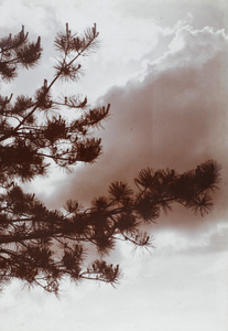 Sky and pine