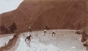 Transplanting rice in a hillside paddy field