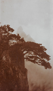 Mountain pines, near Kuling